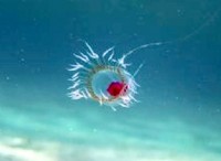 Γιατί το Turritopsis Dohrnii ονομάζεται η αθάνατη μέδουσα; 