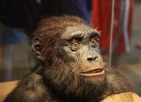 Από τον Sahelanthropus Tchadensis στον Homo Sapiens — Μια ολοκληρωμένη άποψη της ανθρώπινης εξέλιξης 
