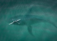Τι είναι το Megalodon; 