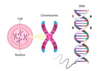 Το 98% του DNA μας είναι πραγματικά σκουπίδι; 