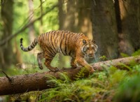 Τι είναι το Rewilding και γιατί είναι σημαντικό; 