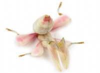 Γιατί τα Orchid Mantis μοιάζουν με Ορχιδέες; 