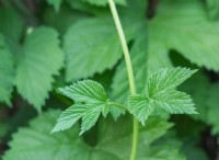 Γιατί το Poison Ivy προκαλεί εξάνθημα; 