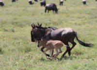 Πρέπει η εγκυμοσύνη να είναι μεγαλύτερη από 9 μήνες; 