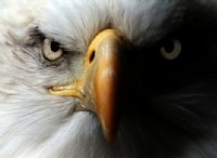 Θέλετε το Eagle Vision; Εδώ είναι μερικά χαρακτηριστικά που θα χρειαστείτε. 