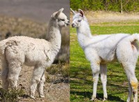 Ποια είναι η διαφορά μεταξύ των Llamas και των Alpacas; 