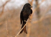 Το Watchdog Bird Lies για να πάρει δωρεάν γεύμα 