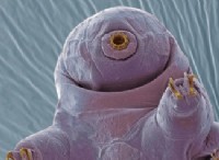 Οι Tardigrades θα μπορούσαν να είναι οι πρώτοι διαστρικοί ταξιδιώτες στο διάστημα 