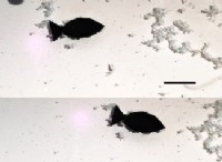 Τα ψάρια ρομπότ θα μπορούσαν να λύσουν το πρόβλημα της μικροπλαστικής ρύπανσης του ωκεανού 