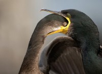 21 απίστευτες φωτογραφίες από το Bird Photographer of the Year 2021 