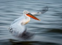 Ο Swift Pelican κερδίζει το κορυφαίο Βραβείο Οικολογίας Φωτογραφίας 