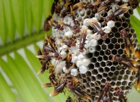 The Elusive Calculus of Insects’ Altruism and Kin Selection 