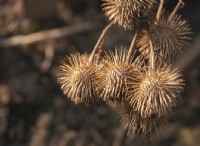 Sticky Seeds – μια έρευνα διασποράς σπόρων 