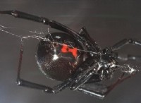 Ταυτοποίηση των Βορειοδυτικών Αράχνων του Ειρηνικού 