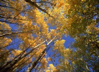 Γεγονότα για Aspen Trees 