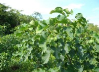 Jatropha curcas:Μια ανανεωμένη υπόσχεση για την κάλυψη των βιώσιμων μελλοντικών ενεργειακών αναγκών 