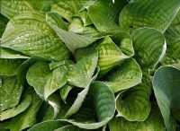 Processing Pathway:The Waste Management Of Plant Mitochondria 