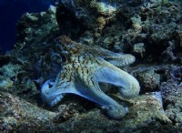 Octlantis:Η πρόσφατα ανακαλυφθείσα πόλη των χταποδιών 