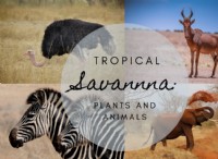 Tropical Savanna:Animals Plants &Climate 