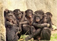 Οι Bonobo είναι πρόθυμοι να βοηθήσουν τους ξένους χωρίς να τους ρωτήσουν 