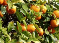 Βασικές συλλογές σε φυτά:Ένας τρόπος βελτιστοποίησης των γενετικών πόρων. Τα εσπεριδοειδή ως περίπτωση μελέτης για οπωροφόρα δέντρα 
