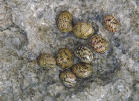 Τα Intertidal Snails δεν ακολουθούν τα συμβατικά μοντέλα θερμικής απόδοσης 