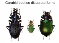 Morphoscape Ecology:Assessing The Variability Of Beetle Forms Across Habitats 