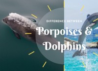 Porpoise Vs Dolphin:The Difference 
