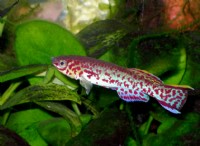 Επιστημονικό ενδιαφέρον του Killifish που ζει σε τροπικές χώρες 