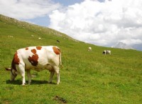 Μια ολιστική προσέγγιση για τη μέτρηση των εκπομπών αερίων του θερμοκηπίου στα συστήματα διαχείρισης βόσκησης για την παραγωγή βοείου κρέατος 