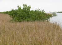 Πώς ανταποκρίνονται τα σπορόφυτα Mangrove And Salt Marsh στο CO2 και στην ξηρασία 