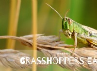 Τι τρώνε τα Grasshoppers; 