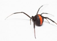 Παρατηρώντας πώς οι αράχνες Latrodectus προστατεύουν τα αυγά τους 