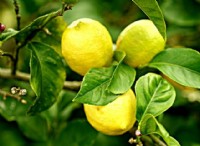 Citrus War:The Fight Against Lemon Fungi using Sustainable Biological Weapons 