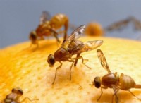 Flying To The Tune of a Neuropeptide Receptor:«Συναρπαστικές» ιδέες από Fruit Flies 