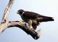 Λίστα πουλιών και τα ονόματά τους 