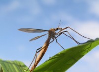 Mosquito Hawk:Χαρακτηριστικά, Διατροφή και Δάγκωμα 