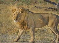 Where Do Lions Live:Lion Habitat 