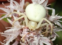 White Spider:Τι είναι και τι είναι θανατηφόρο; 