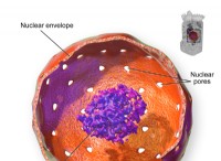 Τι είναι το Nucleolus; 