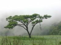Wood Spirit, ένα σήμα συναγερμού για φυτά υπό επίθεση 