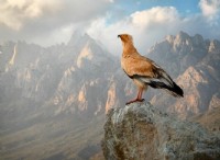 Μια στενή συνάντηση με έναν αιγυπτιακό γύπα με φλόγα 