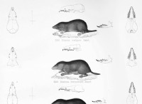 Ο Hitler and the Naming of the Shrew 
