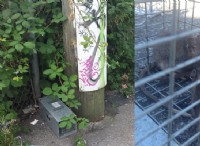 The Case For Leaving City Rats Alone 