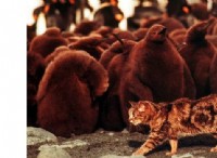 Οι γάτες δεν είναι οι καλύτεροι υπερασπιστές της οικολογικής υγείας 