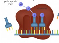 Μετάφραση DNA στη Βιολογία 