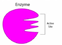 Ένζυμα – Λειτουργία και τύποι 