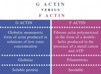 Ποια είναι η διαφορά μεταξύ G Actin και F Actin 