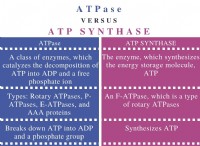 Ποια είναι η διαφορά μεταξύ ATPase και ATP Synthase 
