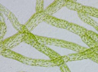 Διαφορά μεταξύ Protonema και Prothallus 